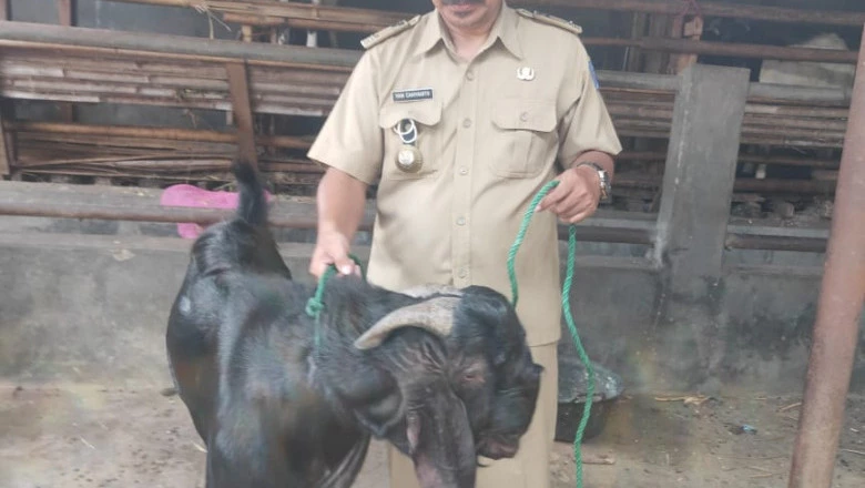 TPS 56 Sukatani Sabet Angka Partisipasi Pemilih Tertinggi, KPPS Dihadiahi Kambing