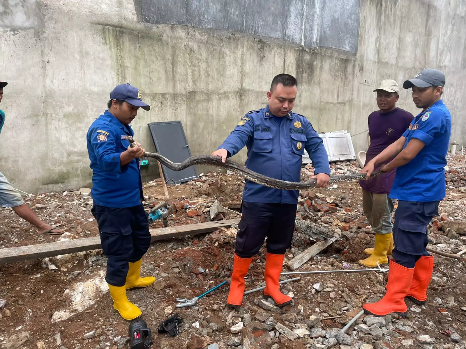 Petugas Damkar Amankan Ular Sanca Sepanjang 3 Meter di Limo