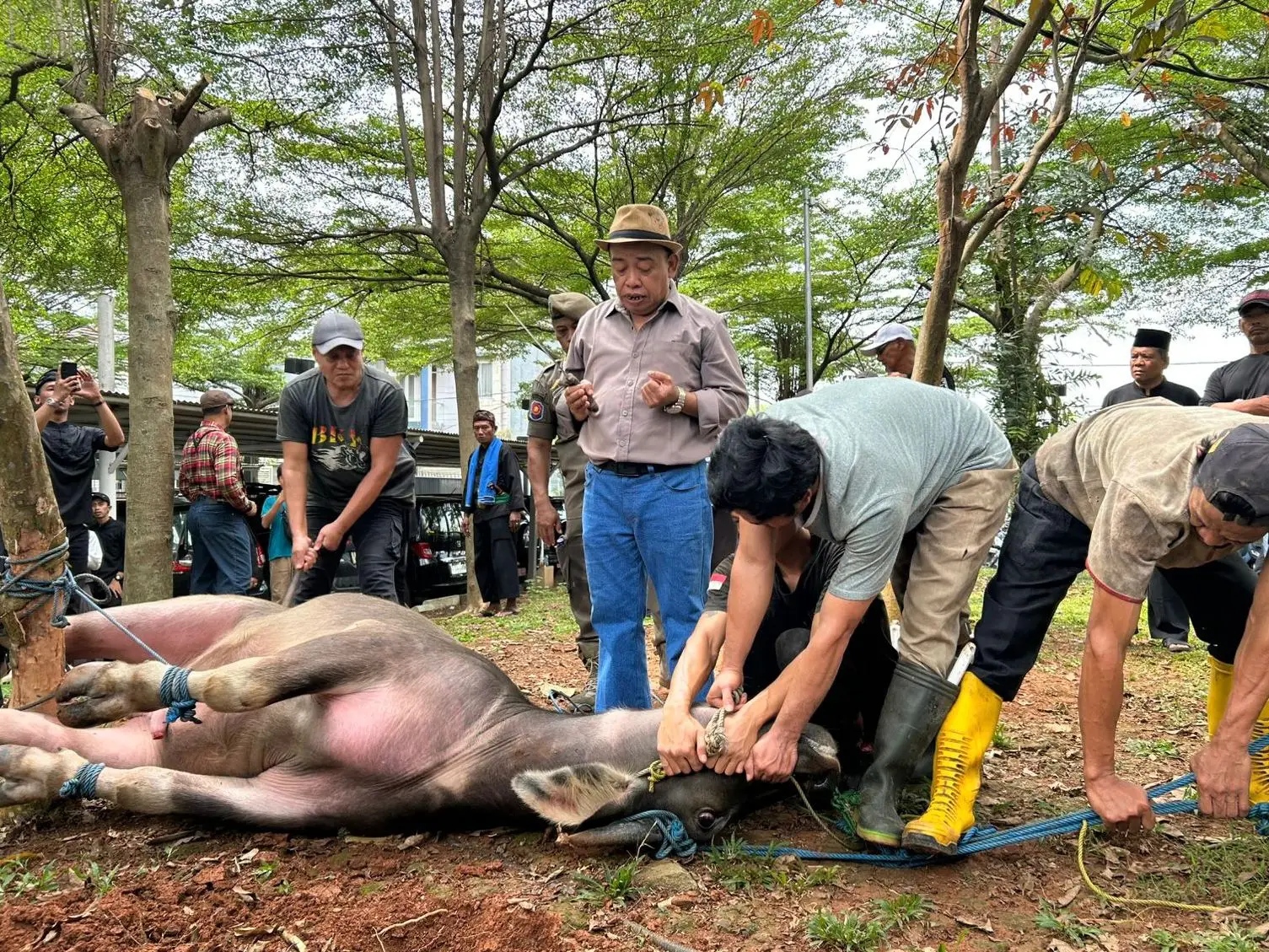 Simbol Kebersamaan, KOOD Berbudaya Lestarikan Tradisi Motong Kebo Andil