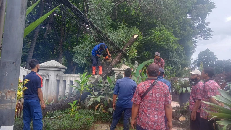 Damkar Depok Evakuasi Pohon Tumbang di Dua Lokasi Berbeda