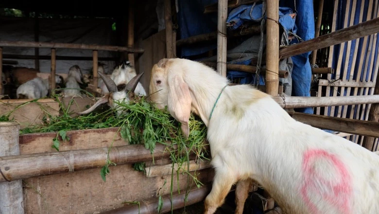 Lurah Mampang Cek Kesiapan Lokasi Penyembelihan Hewan Kurban  