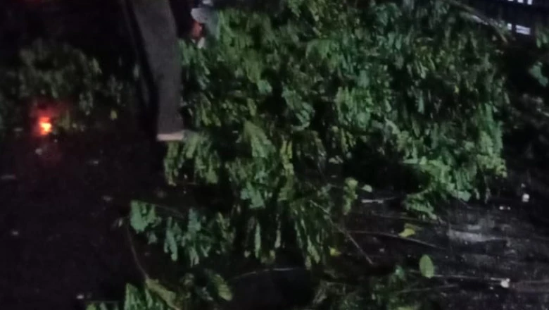 Satgas DLHK Depok Tangani Pohon Tumbang Pasca Hujan Angin
