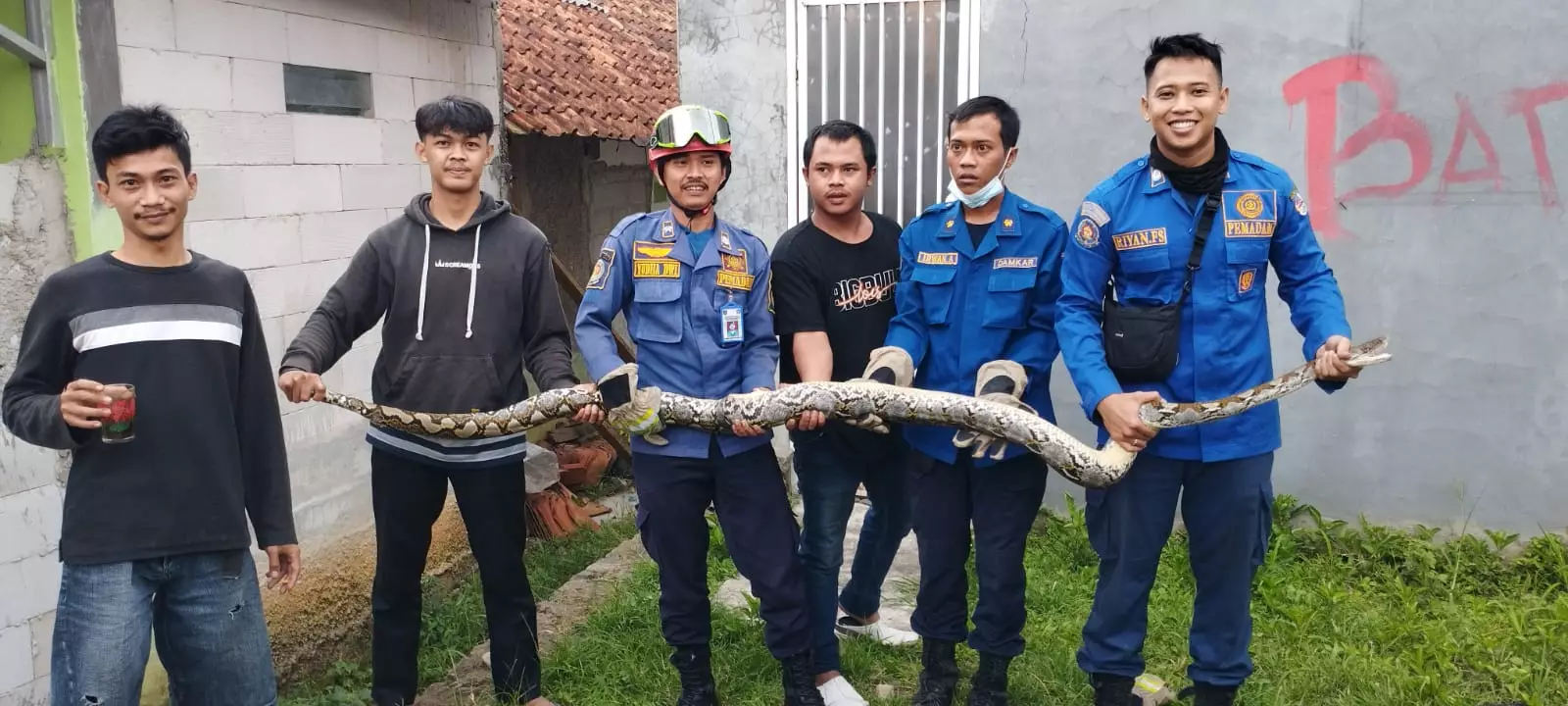 Ular Sanca Sepanjang Tiga Meter Diamankan Damkar Depok di Pondok Rajeg