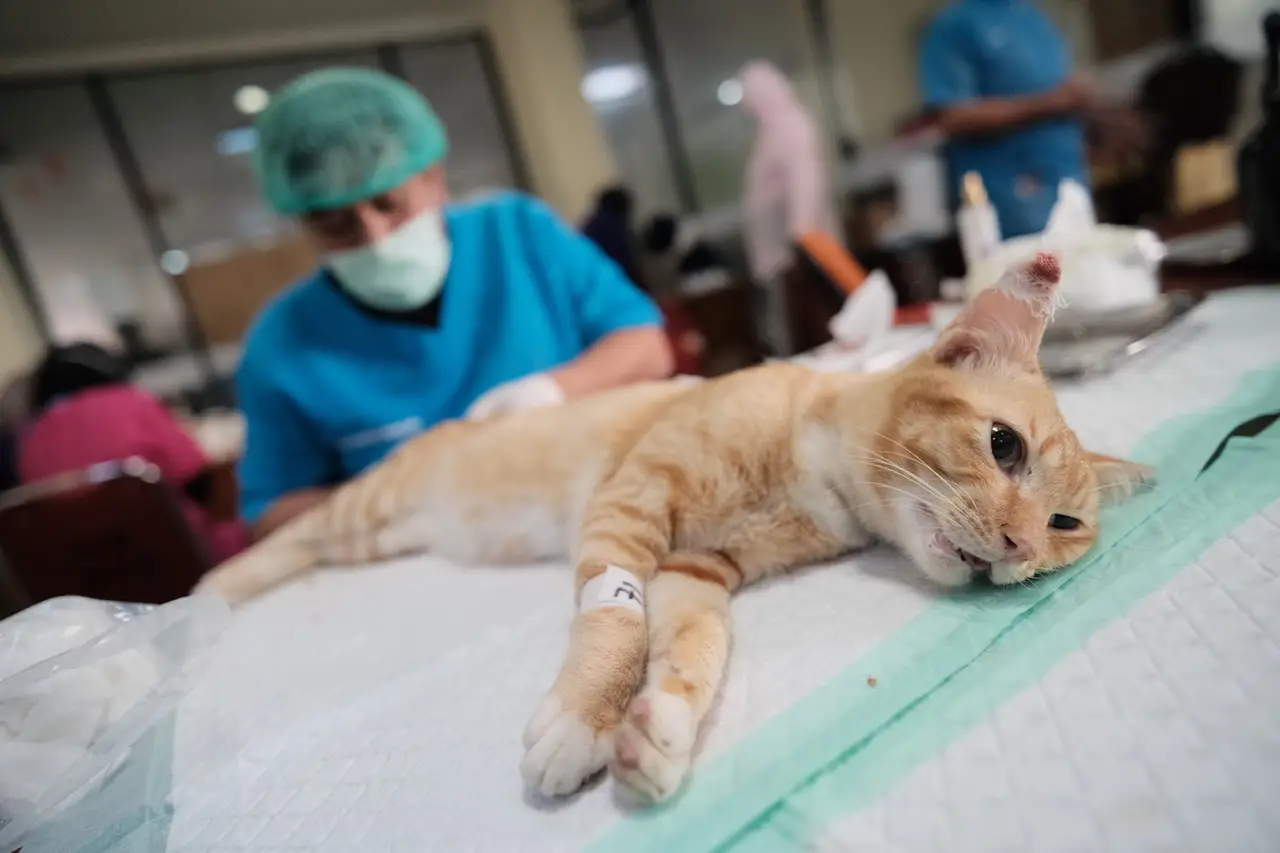 Meriahkan HUT ke-26 Kota Depok, DKP3 Gelar Sterilisasi Kucing Jantan Gratis