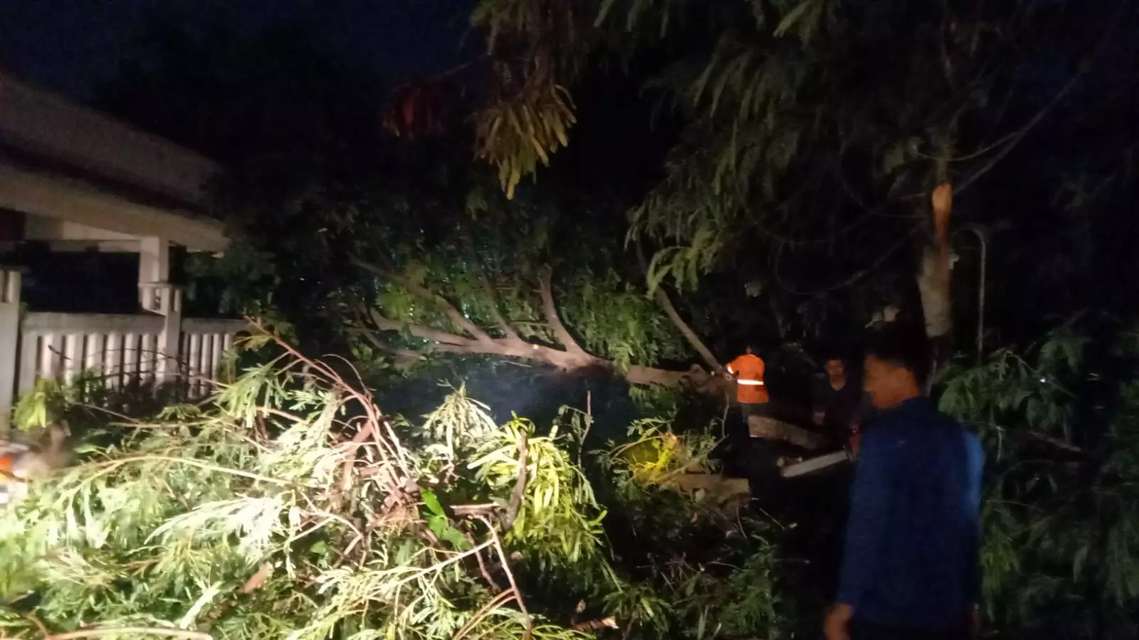 Respons Cepat Dinas Damkar Evakuasi Pohon Tumbang di Sejumlah Lokasi